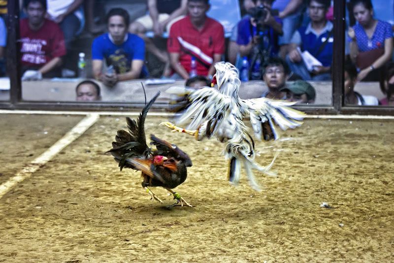 Mẹo đá gà cựa dao  hiệu quả là nên lưu ý đến lịch sử thi đấu 